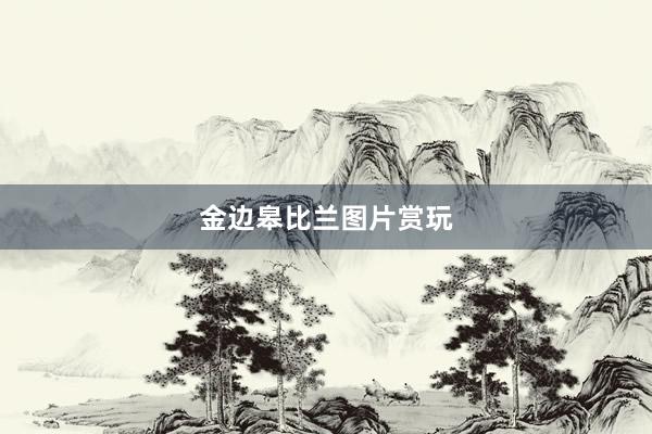 金边皋比兰图片赏玩